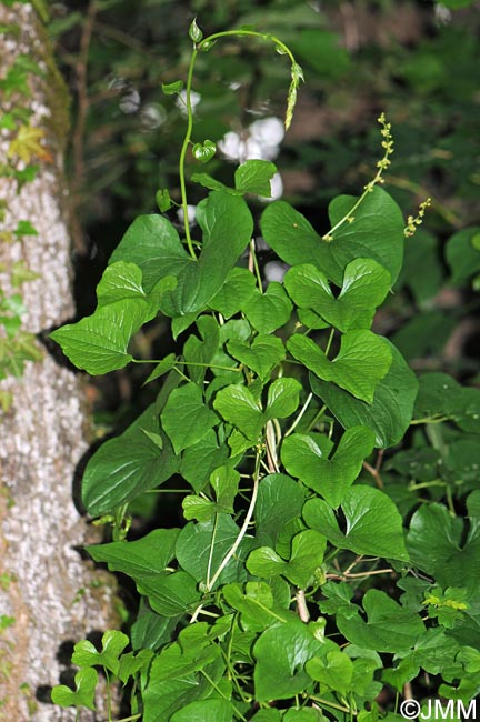 Dioscorea communis = Tamus communis