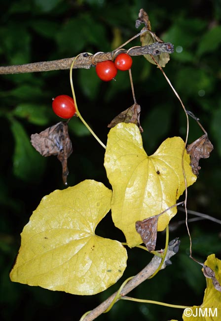 Dioscorea communis = Tamus communis