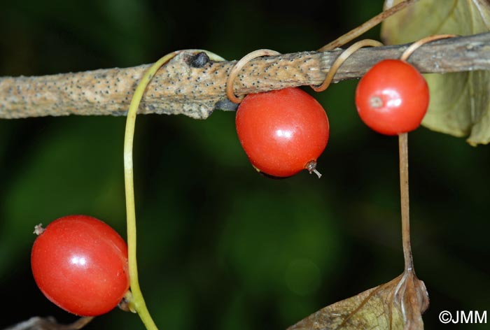 Dioscorea communis = Tamus communis