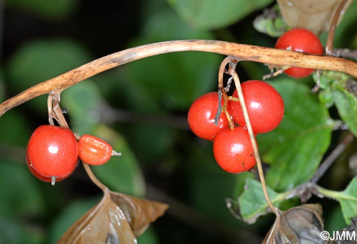 Dioscorea communis = Tamus communis