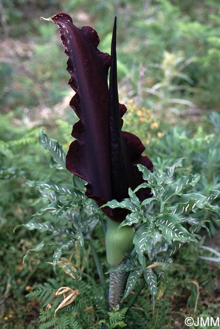 Dracunculus vulgaris