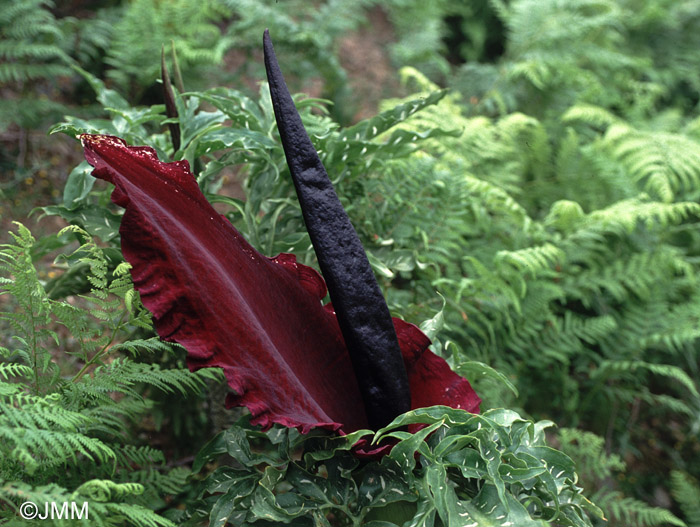 Dracunculus vulgaris