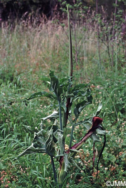 Dracunculus vulgaris