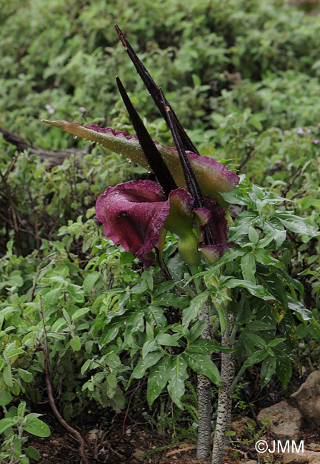 Dracunculus vulgaris