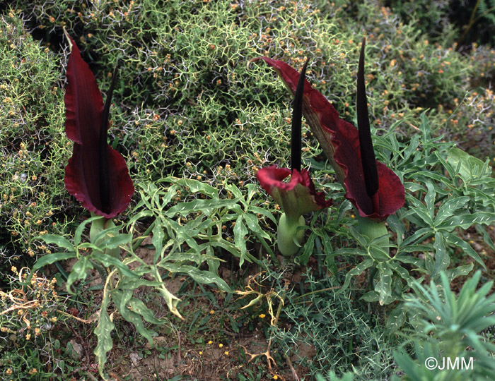 Dracunculus vulgaris