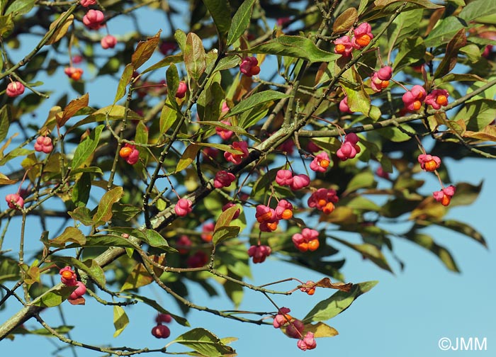 Euonymus europaeus