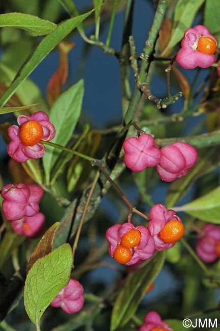 Euonymus europaeus