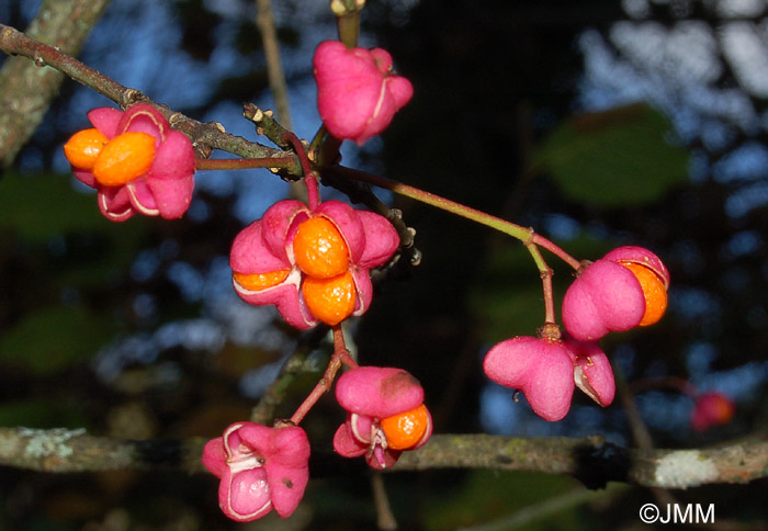 Euonymus europaeus