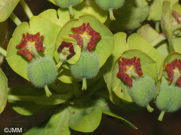 Euphorbia characias