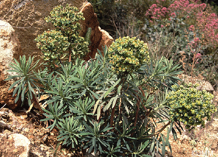 Euphorbia characias