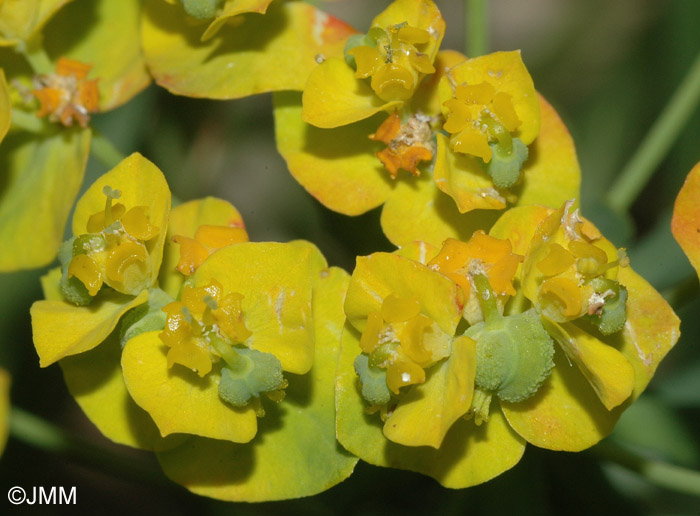 Euphorbia cyparissias