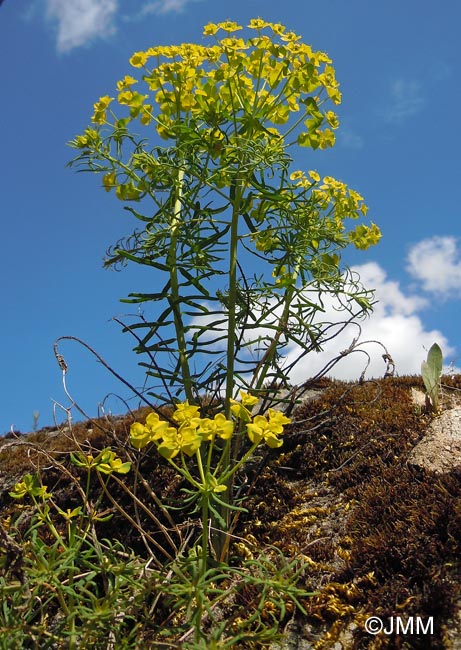 Euphorbia cyparissias