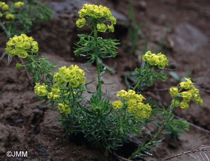 Euphorbia cyparissias