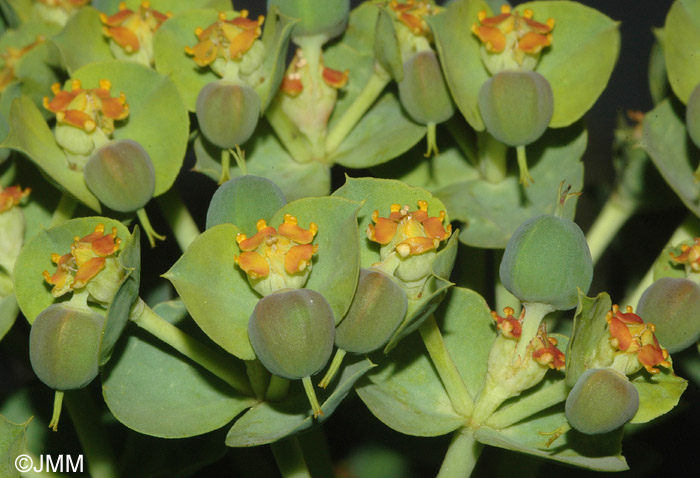 Euphorbia myrsinites