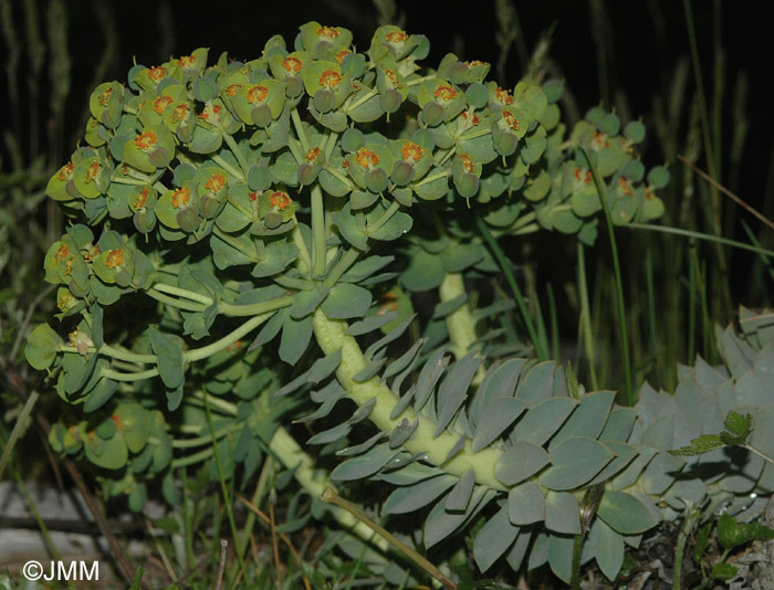 Euphorbia myrsinites