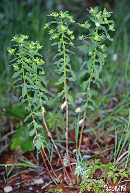 Euphorbia stricta