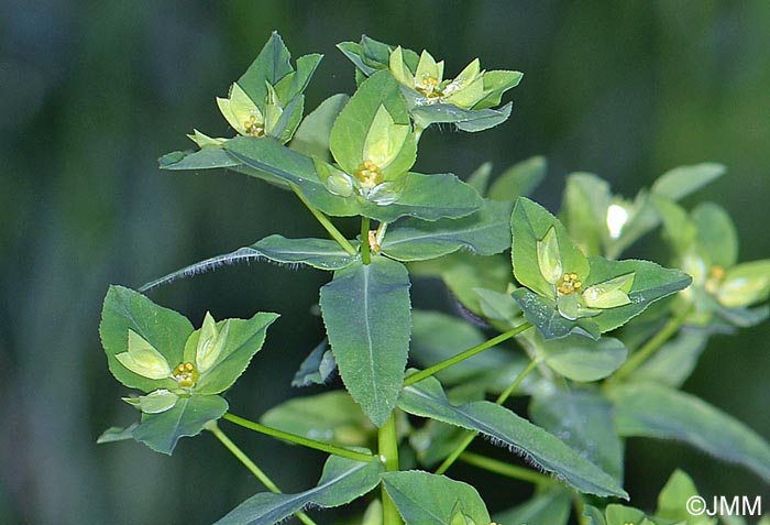 Euphorbia stricta