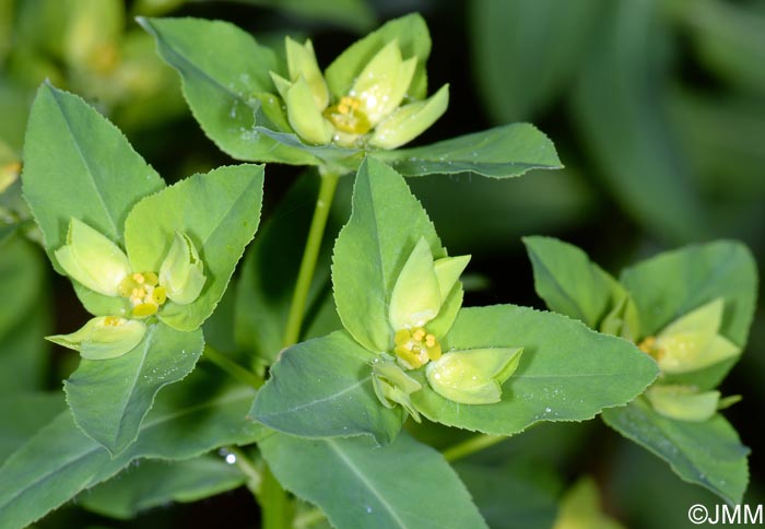 Euphorbia stricta