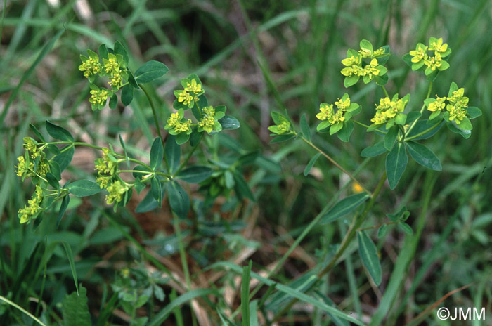 Euphorbia verrucosa