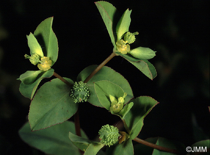 Euphorbia verrucosa