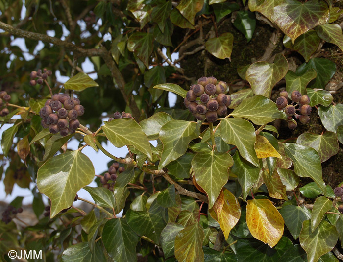 Hedera helix