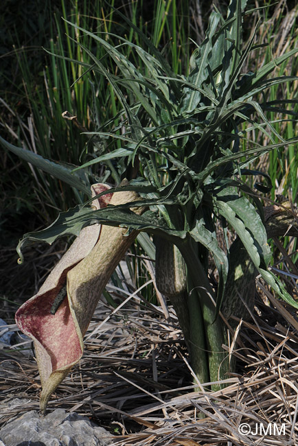 Helicodiceros muscivorus