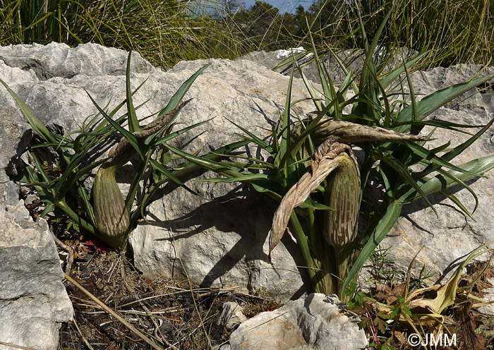 Helicodiceros muscivorus