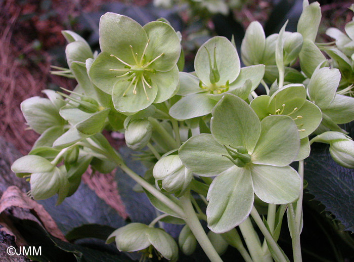 Helleborus lividus subsp. corsicus