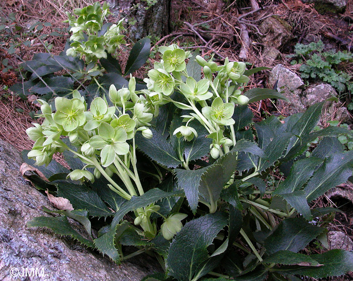 Helleborus lividus subsp. corsicus