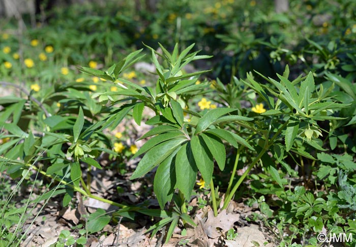 Helleborus dumetorum