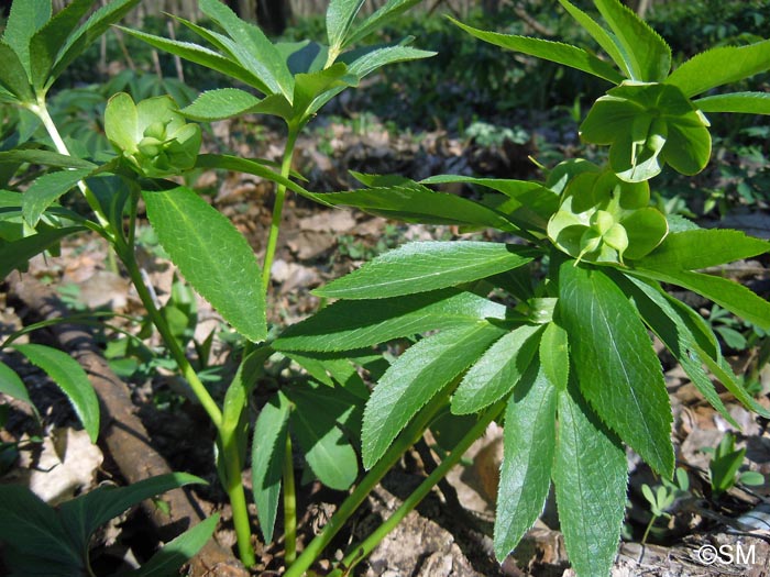 Helleborus dumetorum