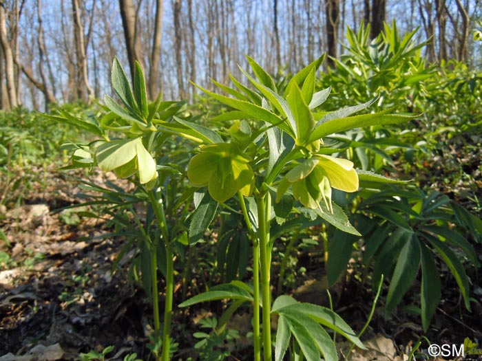 Helleborus dumetorum