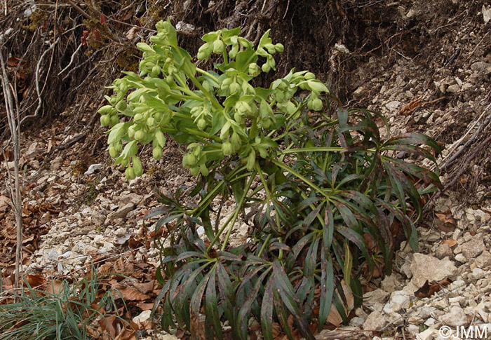 Helleborus foetidus