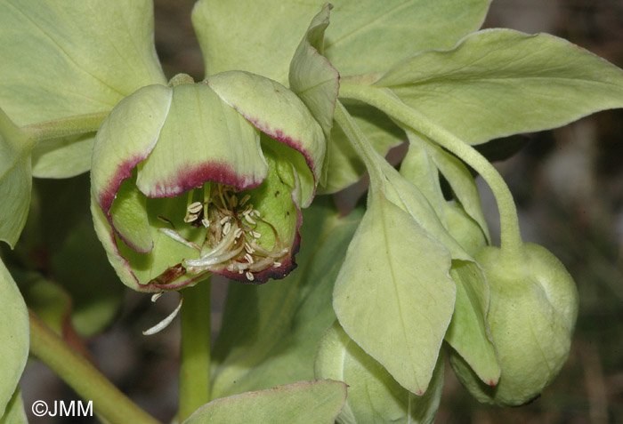 Helleborus foetidus