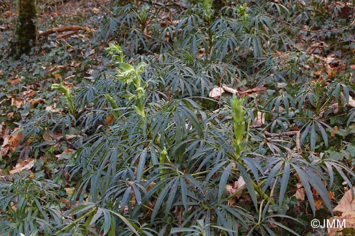 Helleborus foetidus