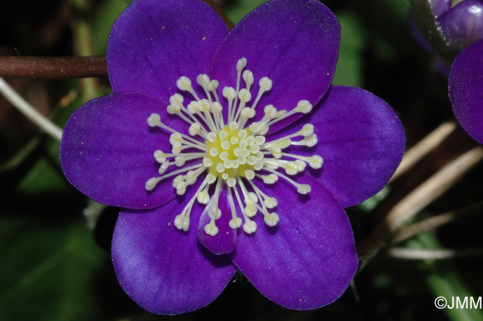 Hepatica nobilis