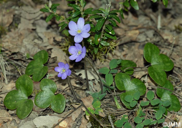 Hepatica nobilis = Hepatica triloba