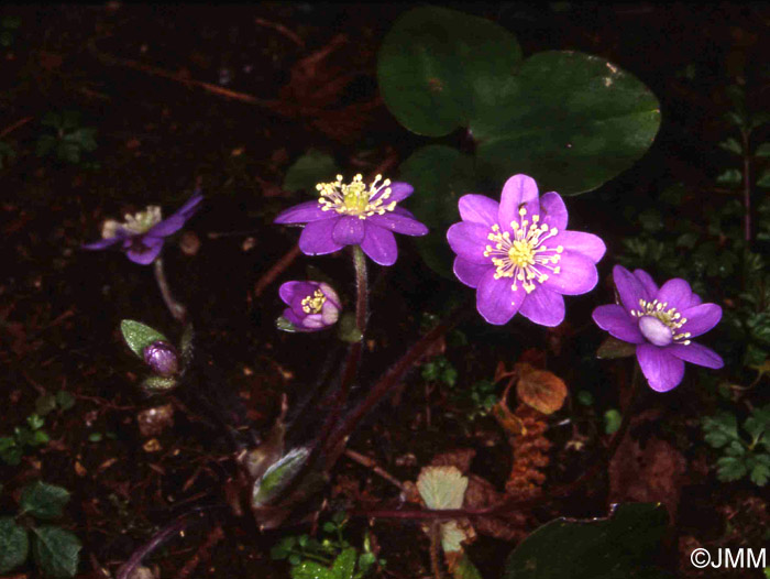 Hepatica nobilis