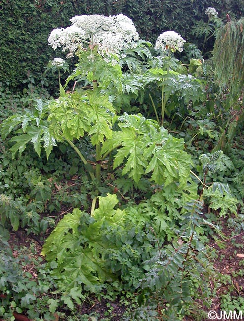 Heracleum mantegazzianum