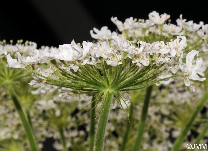 Heracleum mantegazzianum