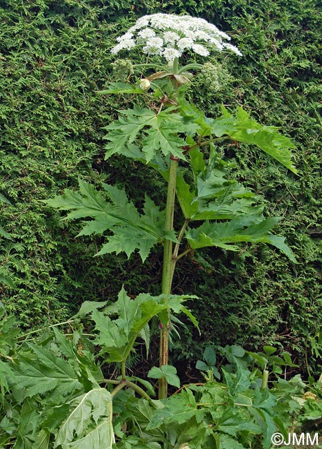 Heracleum mantegazzianum