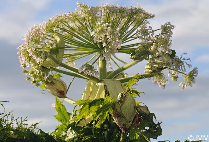 Heracleum mantegazzianum