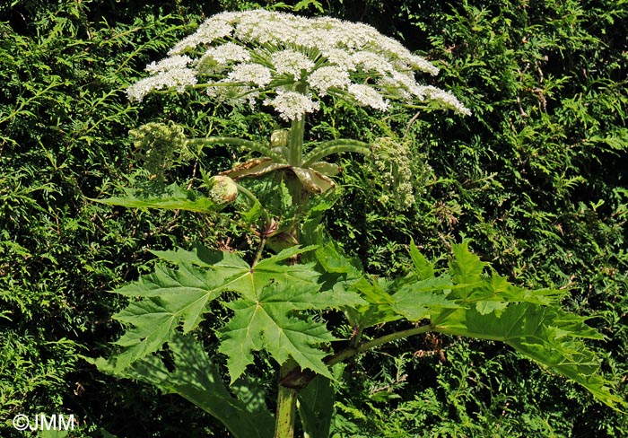 Heracleum mantegazzianum