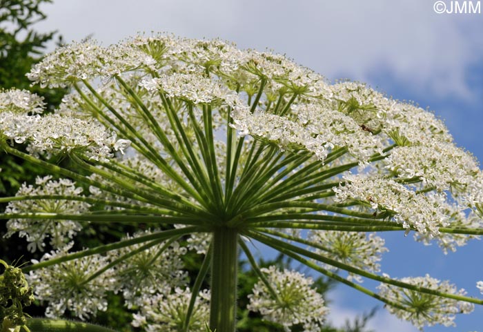 Heracleum mantegazzianum