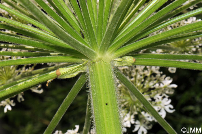 Heracleum mantegazzianum