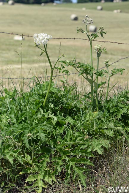 Heracleum sphondylium