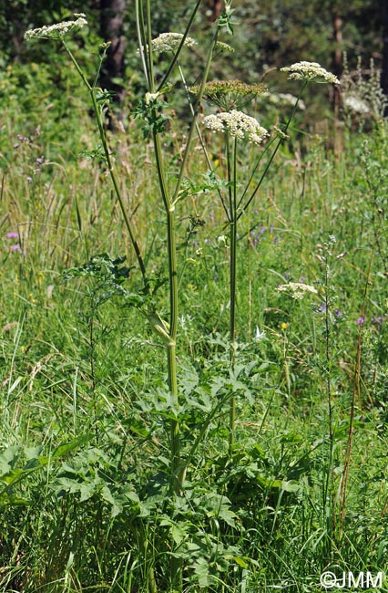 Heracleum sphondylium