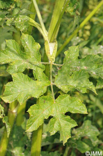 Heracleum sphondylium