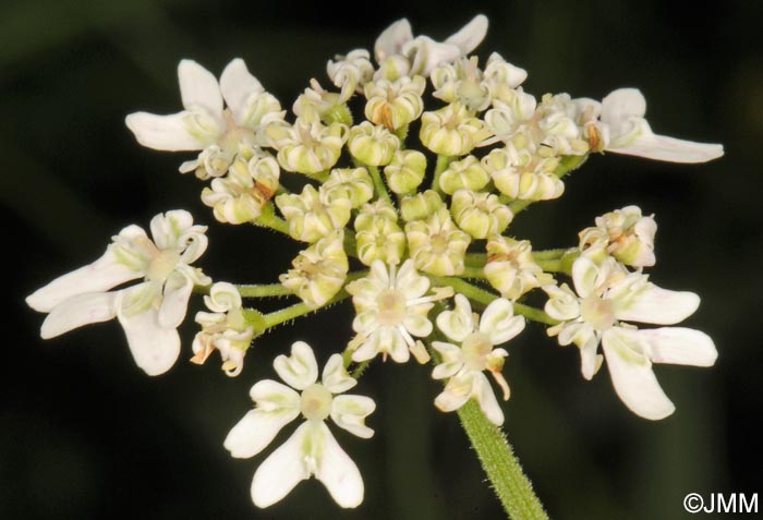 Heracleum sphondylium