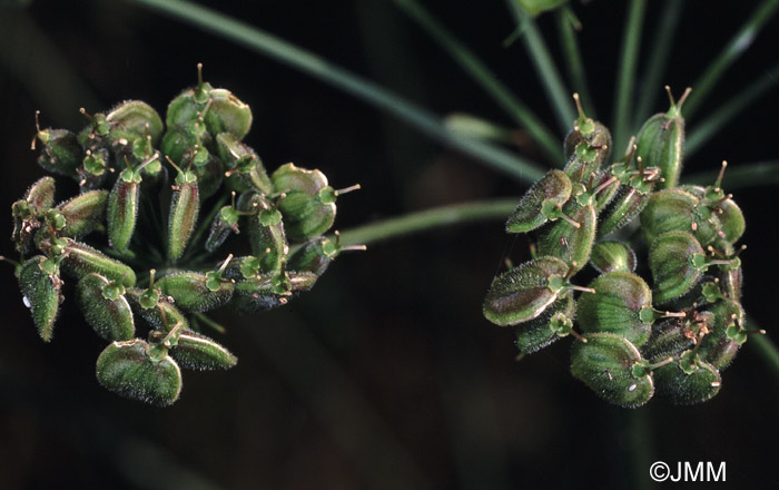 Heracleum sphondylium